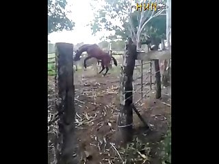 37.horse Fucking Donkey