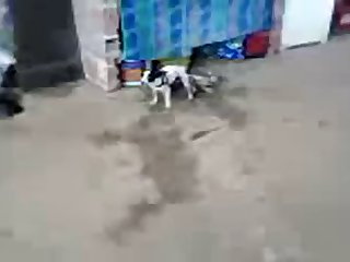11.dog Knotted To Cat