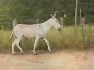 Son Of Neighbour Watched Her Fucking The Huge Horse Meat Once And Had Fantasized About It Ever Since
