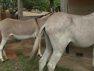 But Would She Be Able To Take A Huge Horse Cock Son Of Neighbour Figured She Could He Believed In Her