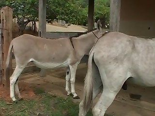 But Would She Be Able To Take A Huge Horse Cock Son Of Neighbour Figured She Could He Believed In Her