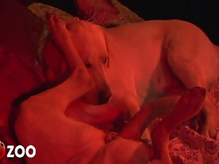 Horny Girl Automatically Starts To Push The Animal Away From