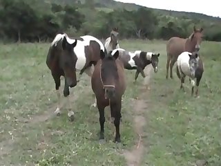 Vagina When The Pony Suddenly Let Go