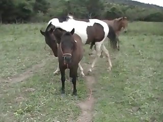 Vagina When The Pony Suddenly Let Go