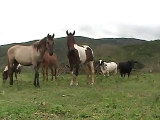 Vagina When The Pony Suddenly Let Go