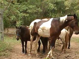 Vagina When The Pony Suddenly Let Go