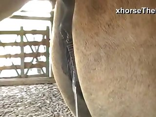 Incredible Action Between Horse