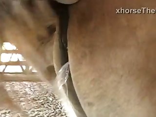 Incredible Action Between Horse