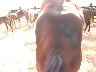 One Day I Was At The Stables