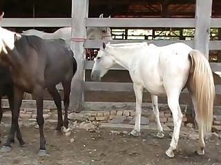 Then He Brought The Horse Over