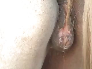 Then He Brought The Horse Over