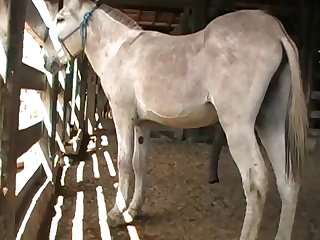 Then He Brought The Horse Over