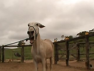 Horse Cock To My Cumming Pussy