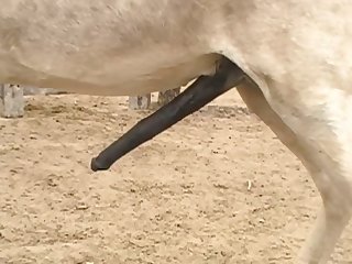 Horse Cock To My Cumming Pussy