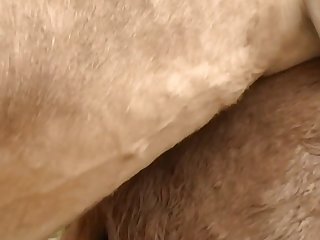 Horse Cock To My Cumming Pussy