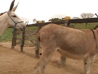 Horse Cock To My Cumming Pussy