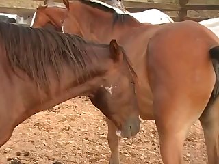 I Learned To Take His Knot As He Started To Like My Hot