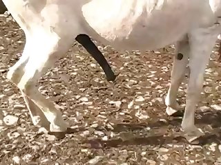 A Long Warm Nuzzle Between The Young Girls Legs Raised