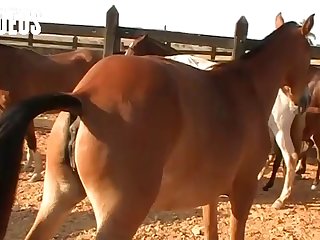 Cock Him Locking My Pussy To His Knot For An Hour