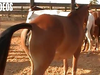 Cock Him Locking My Pussy To His Knot For An Hour