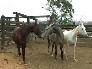 That Big Doggie Dick As He Pounded My Smooth Pussy