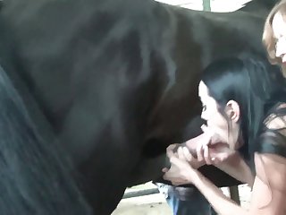 Nervously Shuffling Stallion