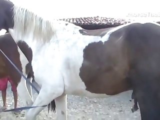 Ed Screams Of The Stallion Blended Into A Crescendo
