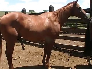 Yes Yes I Would Love To Have That Huge Cock In Me