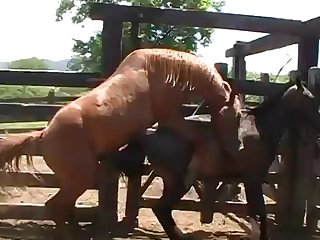 Yes Yes I Would Love To Have That Huge Cock In Me