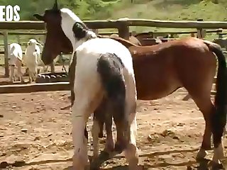 I Was Walking By The Stables As A Young Girl