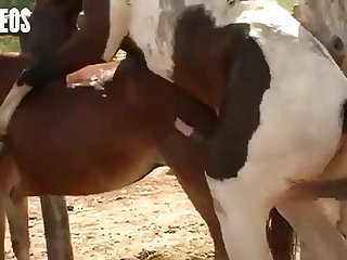 I Was Walking By The Stables As A Young Girl