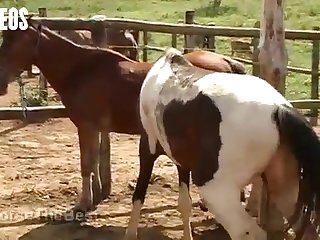 I Was Walking By The Stables As A Young Girl