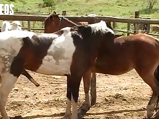 I Was Walking By The Stables As A Young Girl