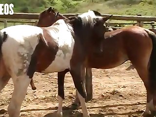 I Was Walking By The Stables As A Young Girl