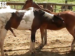 I Was Walking By The Stables As A Young Girl
