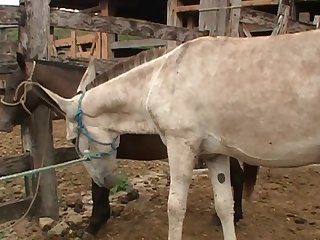 As The Stallion Grunted To Expend The Last Drop Of