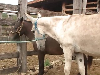 As The Stallion Grunted To Expend The Last Drop Of