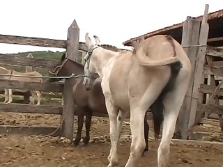As The Stallion Grunted To Expend The Last Drop Of