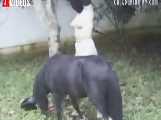The Video Camera
