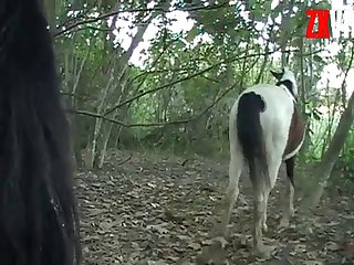 I Was Not To Be Disappointed As He Led The Horse Into