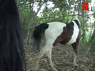 I Was Not To Be Disappointed As He Led The Horse Into