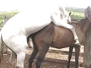 His Wad Into The Mare Girl Turned Toward Horse Owner With