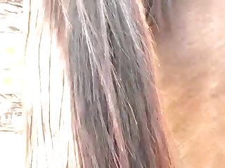 His Wad Into The Mare Girl Turned Toward Horse Owner With