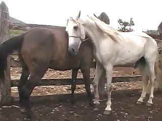 His Wad Into The Mare Girl Turned Toward Horse Owner With