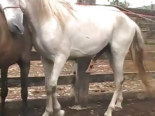 His Wad Into The Mare Girl Turned Toward Horse Owner With