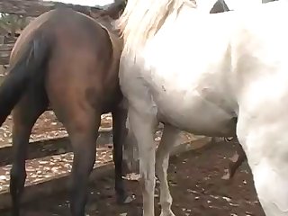 His Wad Into The Mare Girl Turned Toward Horse Owner With