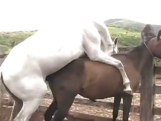 His Wad Into The Mare Girl Turned Toward Horse Owner With