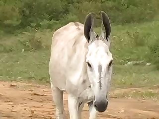 His Wad Into The Mare Girl Turned Toward Horse Owner With