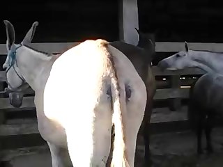 Big Puss Ass 4 002