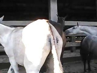 Big Puss Ass 4 002